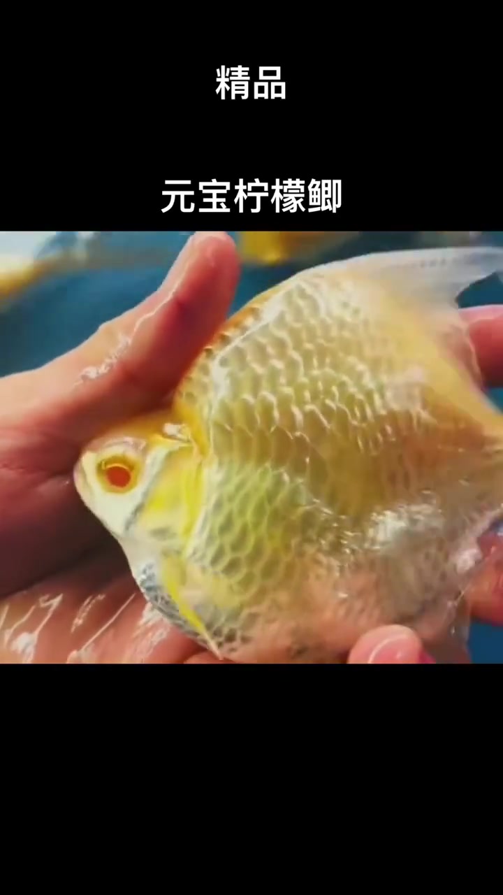 精品元宝柠檬鲫