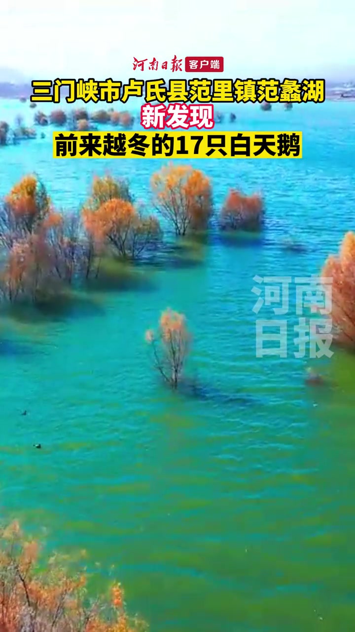 随着生态环境日益向好,到卢氏越冬的白天鹅从2017年的两只增加到今年的17只。(记者王小萍