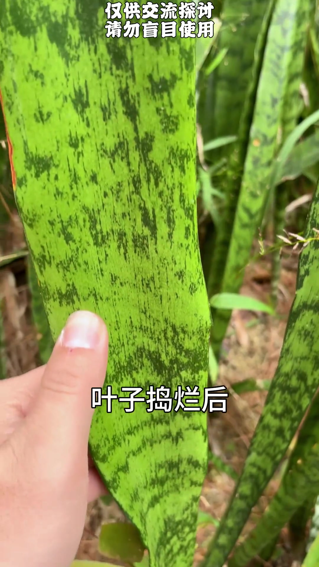 被称为万年青的植物很多,它是其中的一种,虎尾兰。青草 植物科普