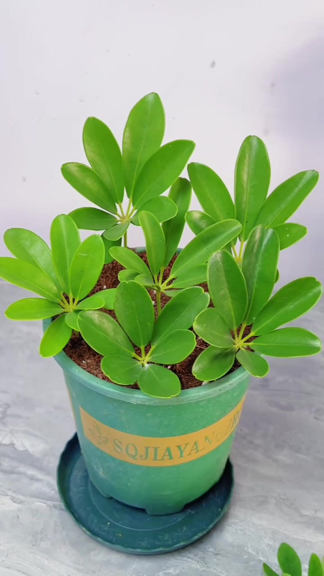 鸭脚木的扦插方法