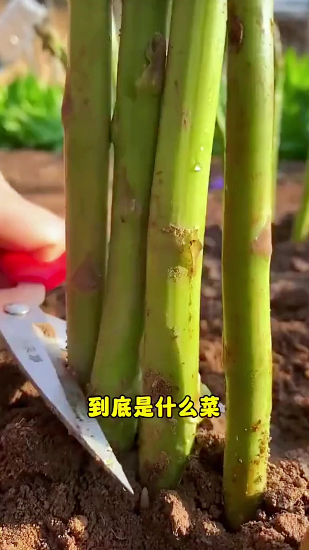 这菜堪称“蔬菜之王”，小院随便插几根，断断续续吃10年