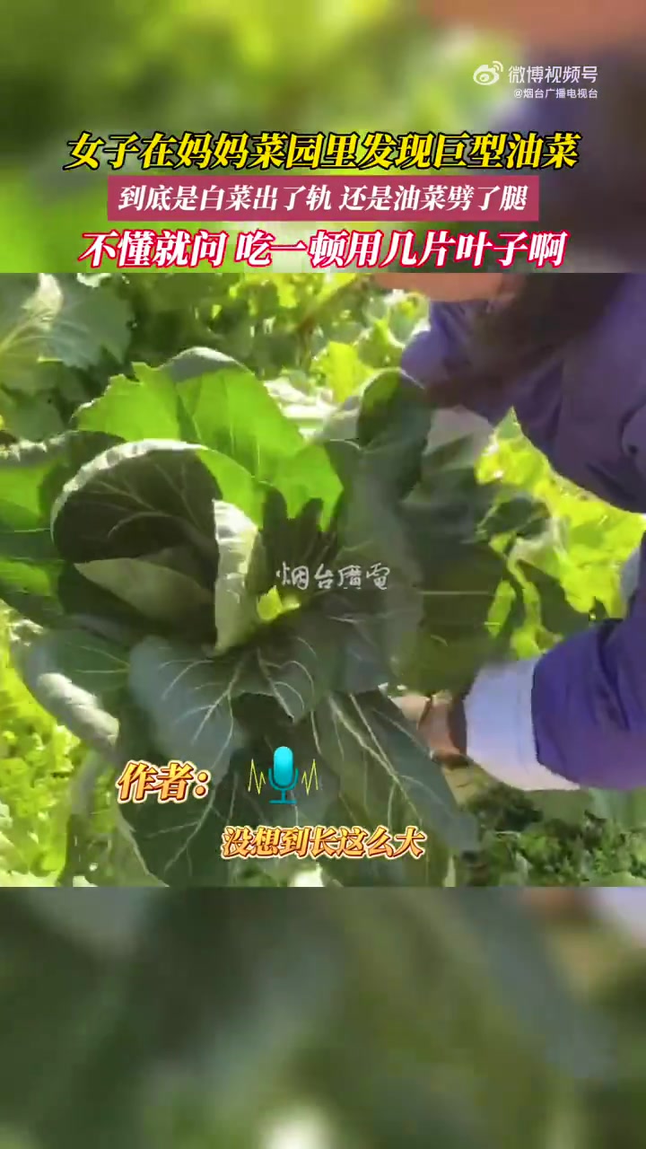 11月25日(采访时间),山东烟台,女子在妈妈菜园里发现巨型油菜,到底是白菜出了轨,还是油