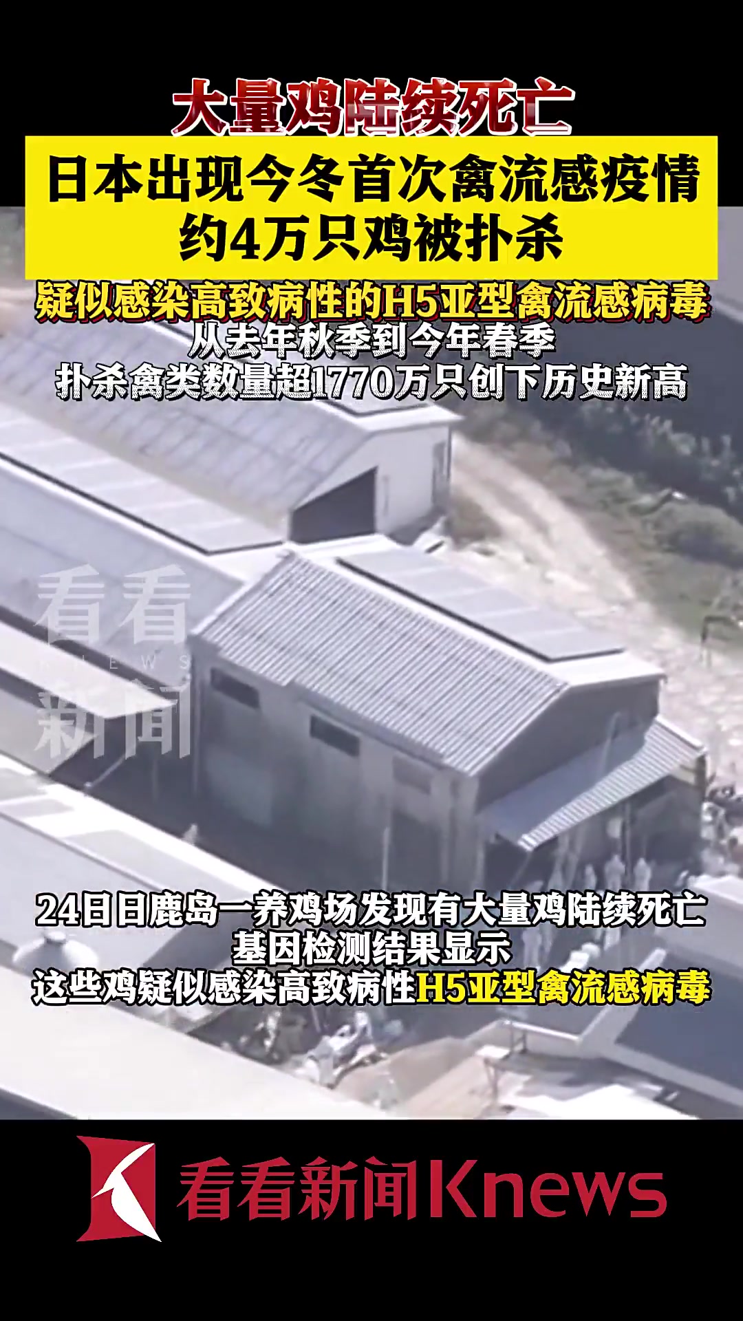 约4万只鸡被扑杀!日本出现今冬首次禽流感疫情