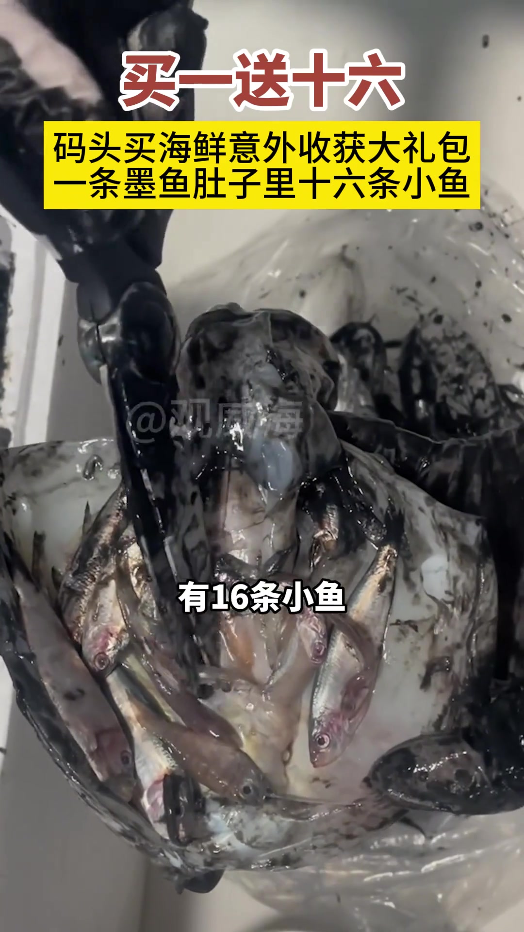 近日,山东威海。墨鱼肚子里满满当当藏了16条小鱼,到底是赔了还是赚了?畅拍冬日威海 冬游威