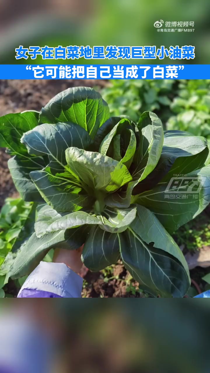 把小油菜种成了白菜的样子「女子在白菜地里发现巨无霸小油菜」近日,山东烟台,女子在妈妈菜园里
