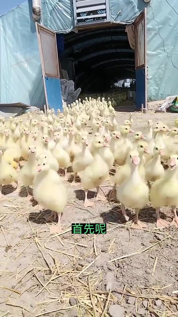 小鹅出现甩头流鼻涕张口喘气,怎么解决