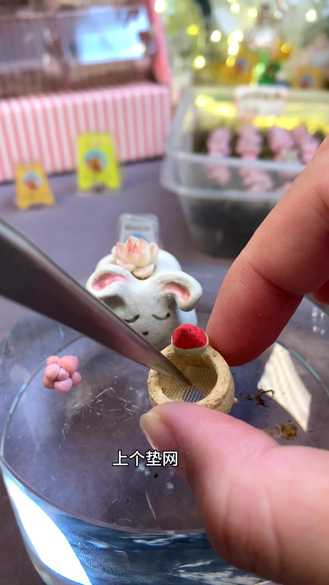 上盆可爱小兔兔多肉