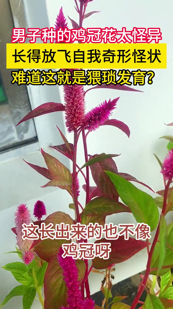 鸡冠花长残了,形状怎么都不对。这花长得也太放飞自我了,可算知道啥叫“猥琐发育”了 阳台 养