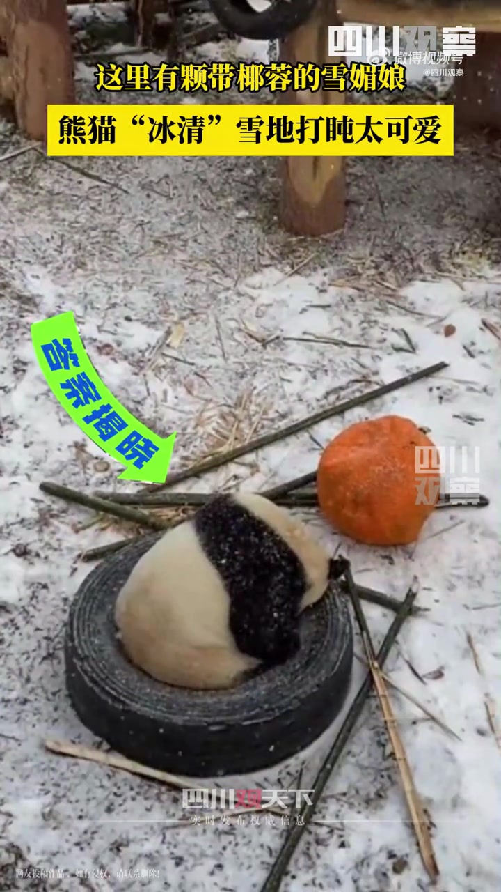 「超松软!沈阳偷偷上新熊猫雪媚娘」近日,辽宁沈阳。大熊猫“冰清”在雪地里打盹仿佛一颗软糯香