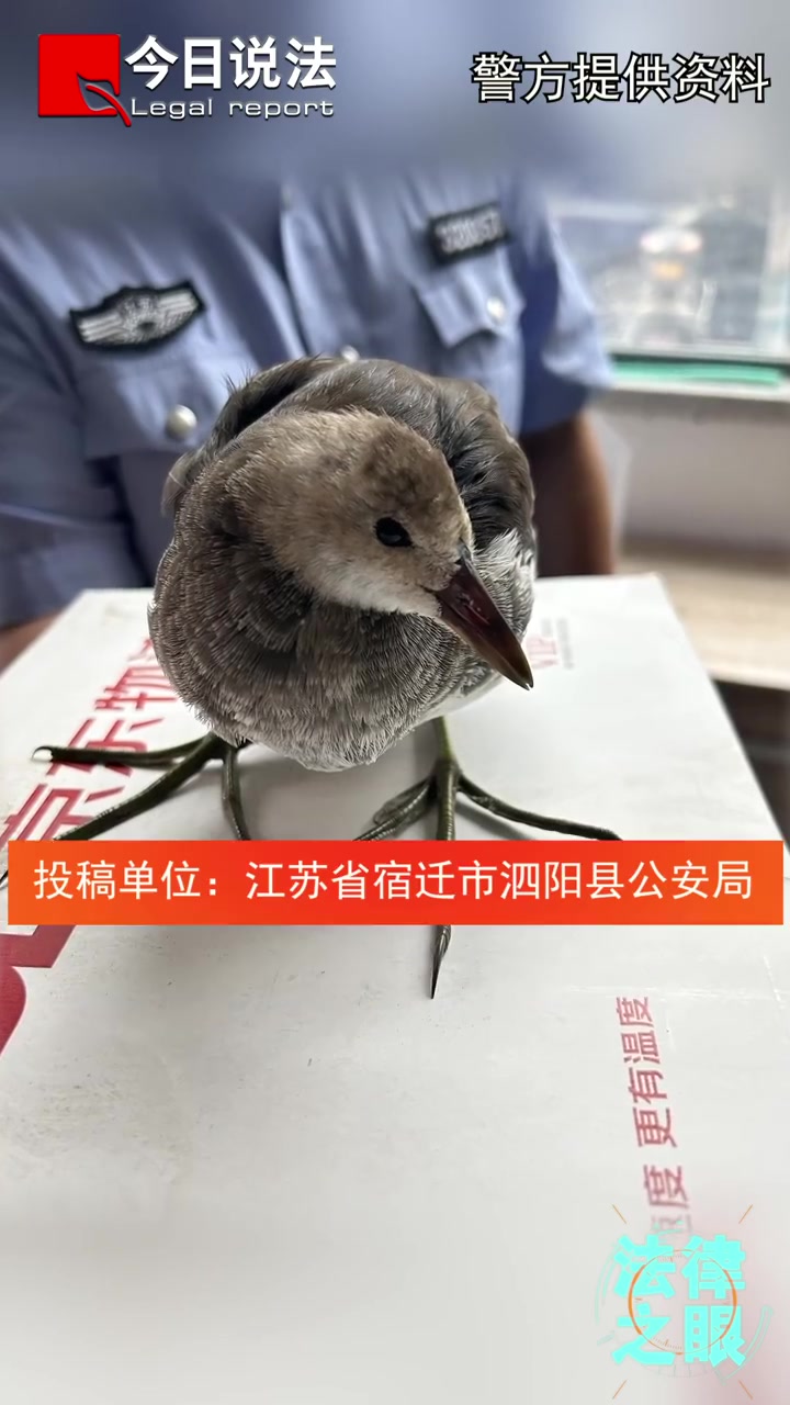 法律之眼「晨练者从猫嘴里救下国家“三有”保护动物」江苏宿迁,热心市民在公园发现一只幼鸟正在