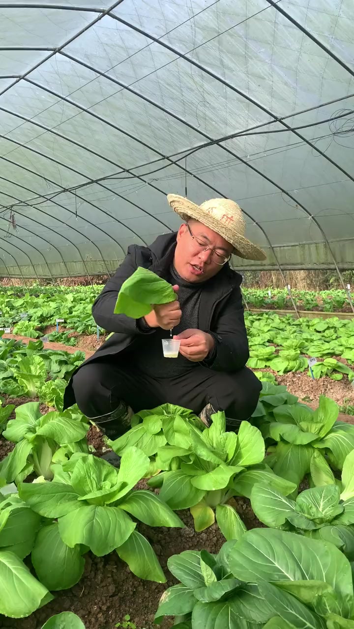 新品推荐-爆浆小白菜