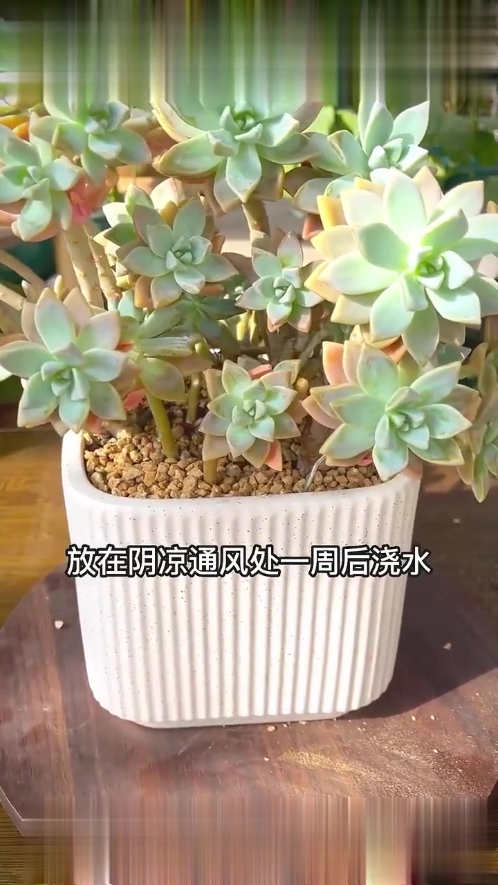 多肉植物|粉丝要的淡雪栽种教程来了