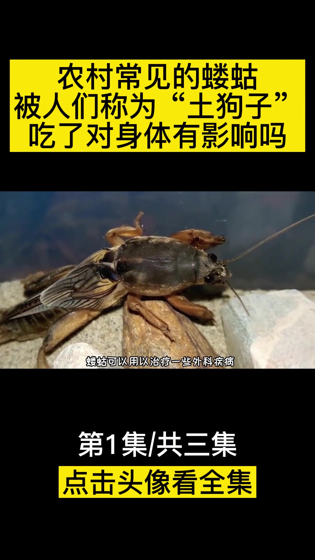 农村常见的蝼蛄,被人们称为“土狗子”,吃了对身体有影响吗?