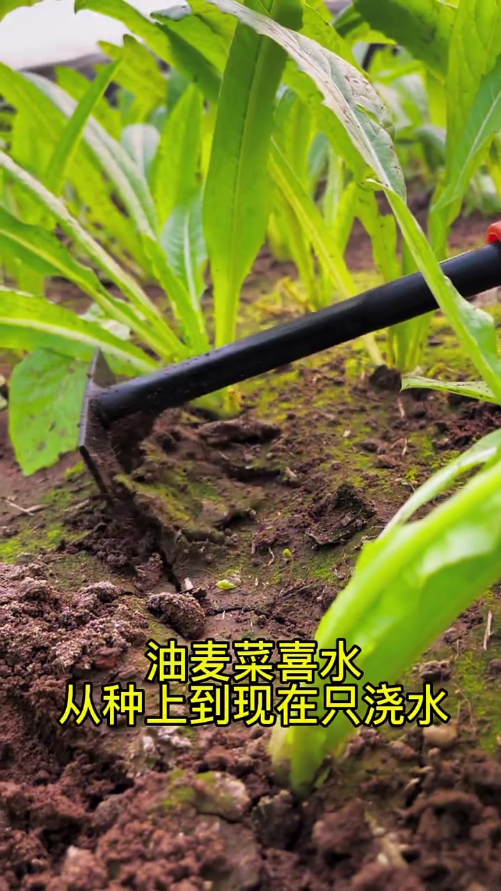 菜园里的油麦菜已经到了快速生长的时期,管理也要跟的上。