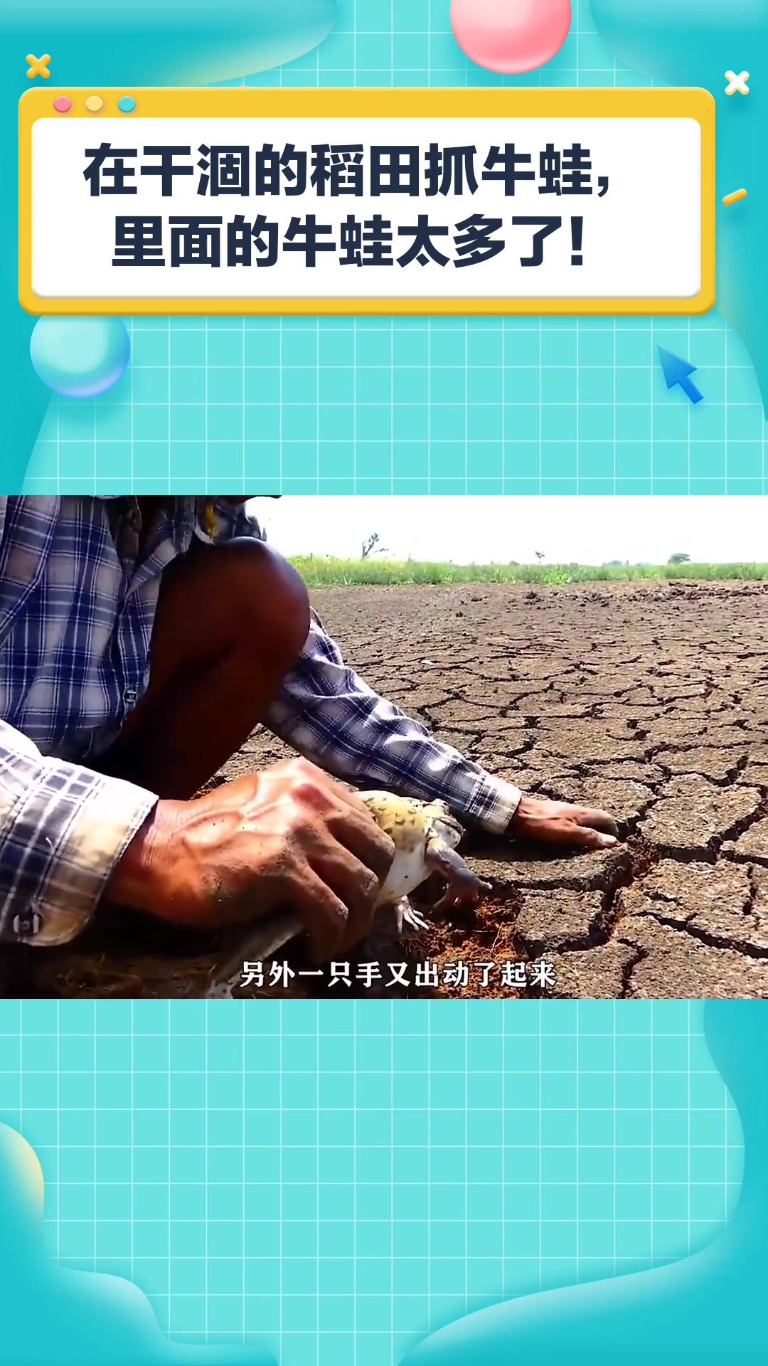 在干涸的稻田抓牛蛙,里面的牛蛙太多了!