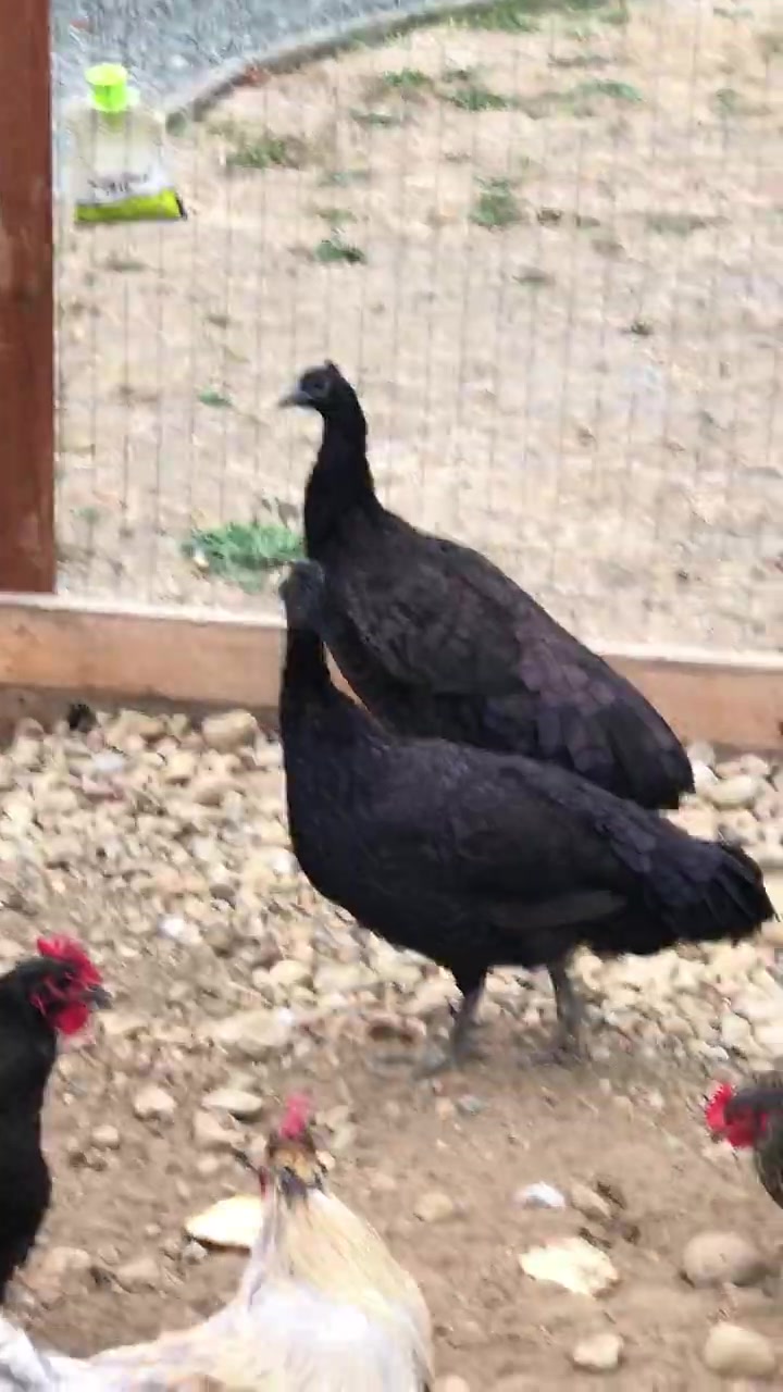 孔雀和家鸡杂交的后代