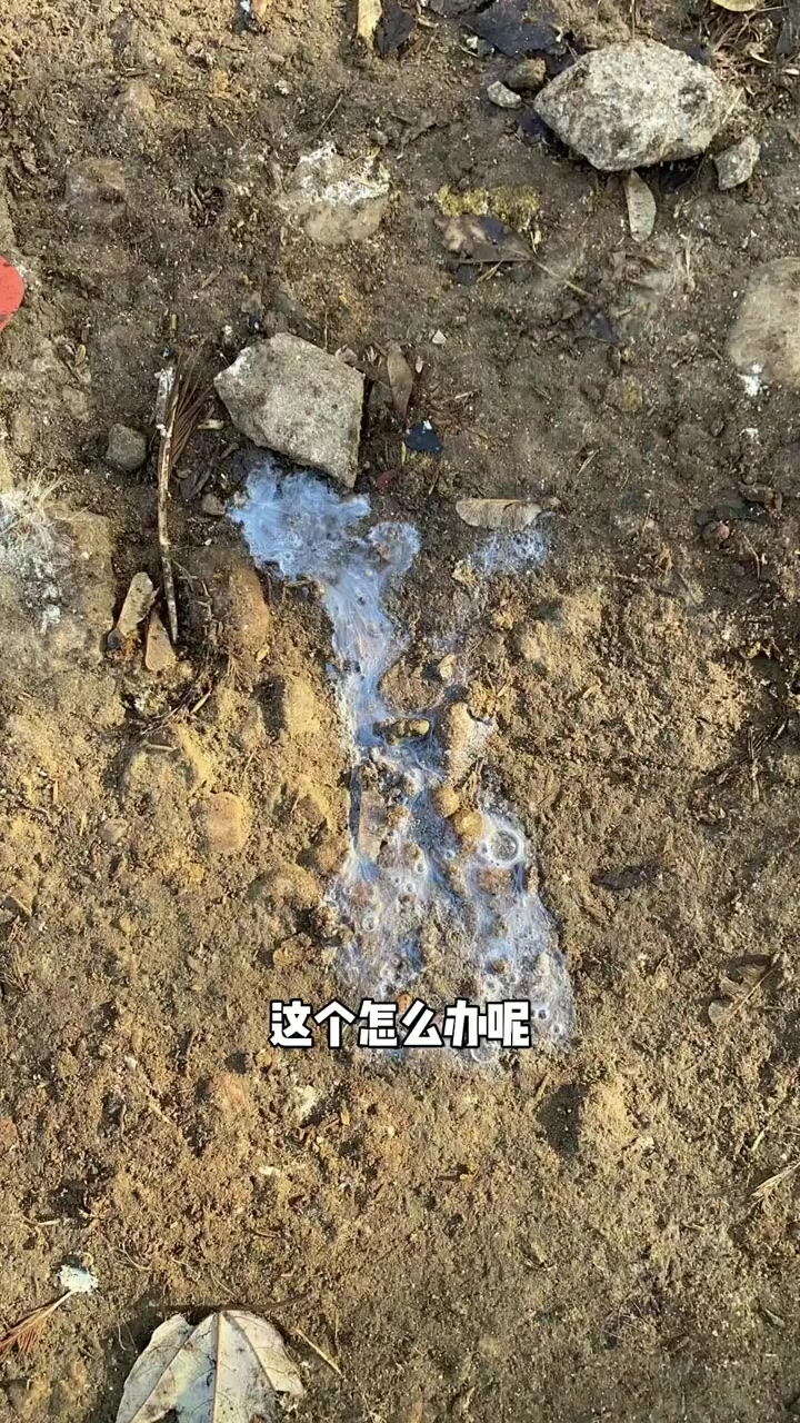 鸡拉白色粪便是怎么回事?