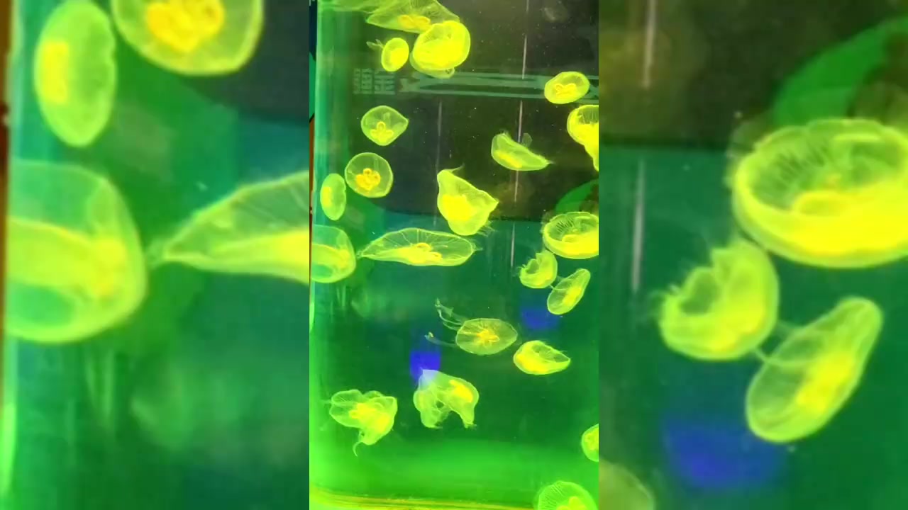 “灯光秀”的水母 bgm周杰伦-美人鱼