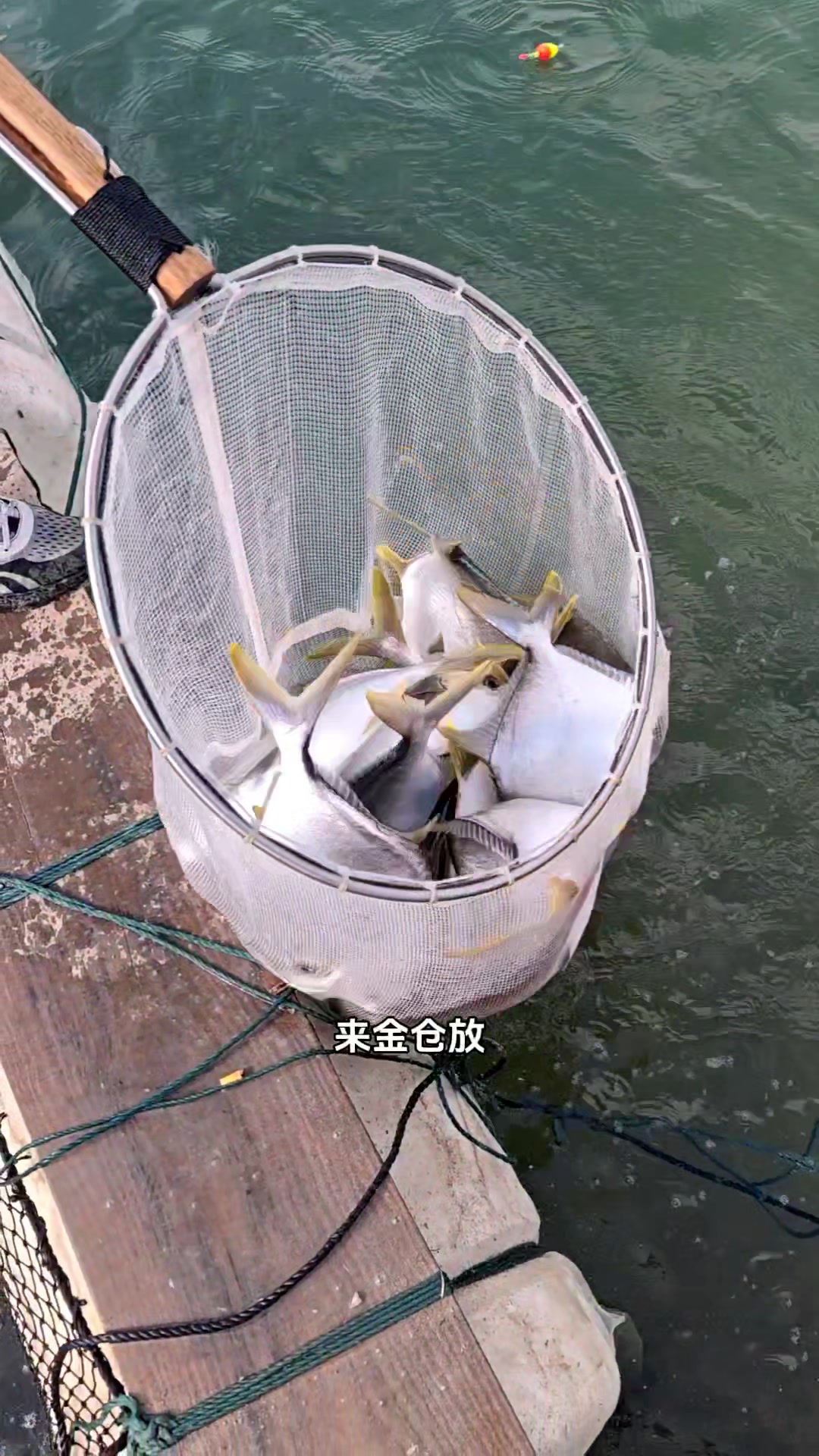 厦门翔安这家海水鱼钓场天天放鱼能实现你钓鱼梦