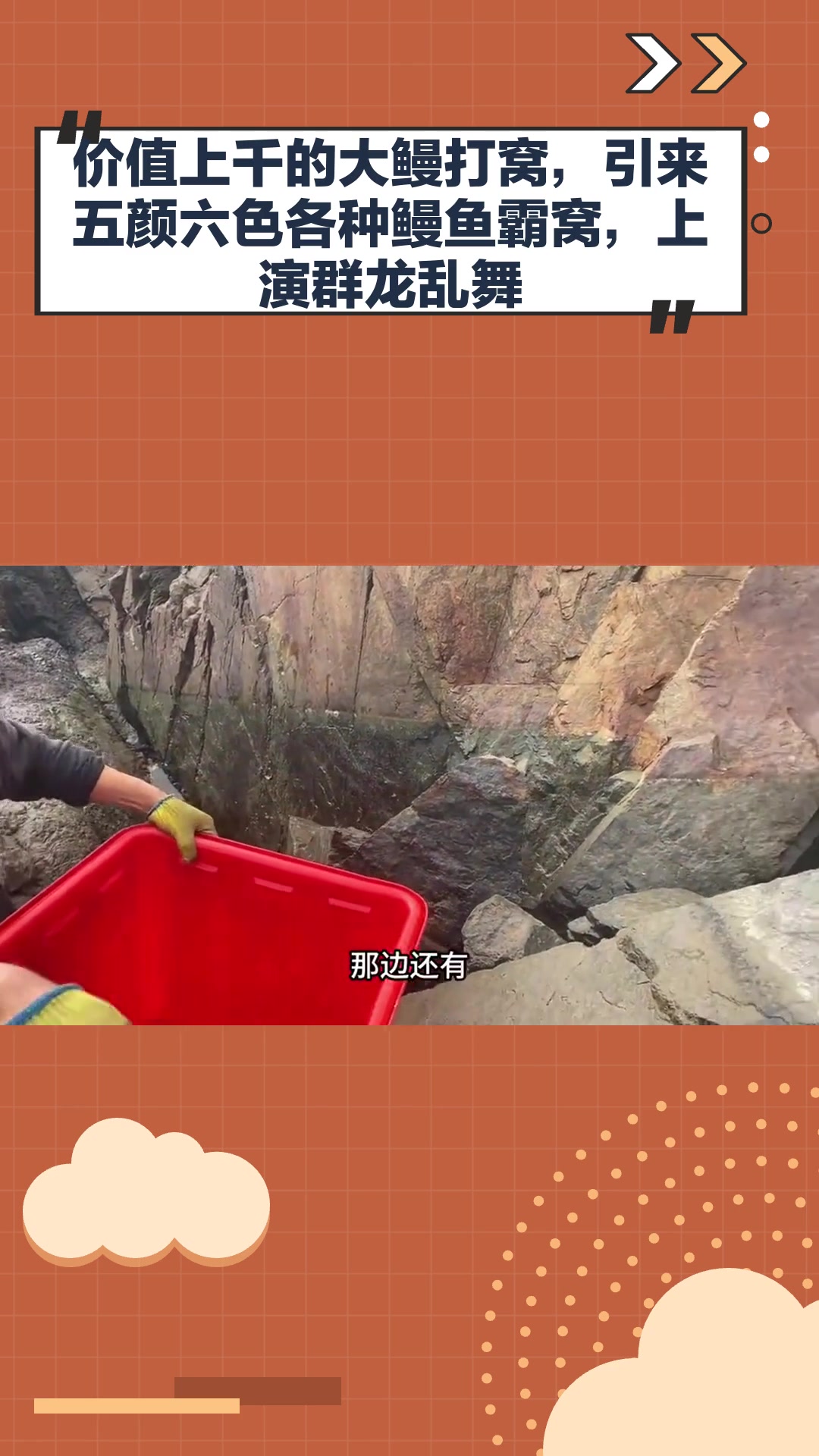 价值上千的大鳗打窝,引来五颜六色各种鳗鱼霸窝,上演群龙乱舞