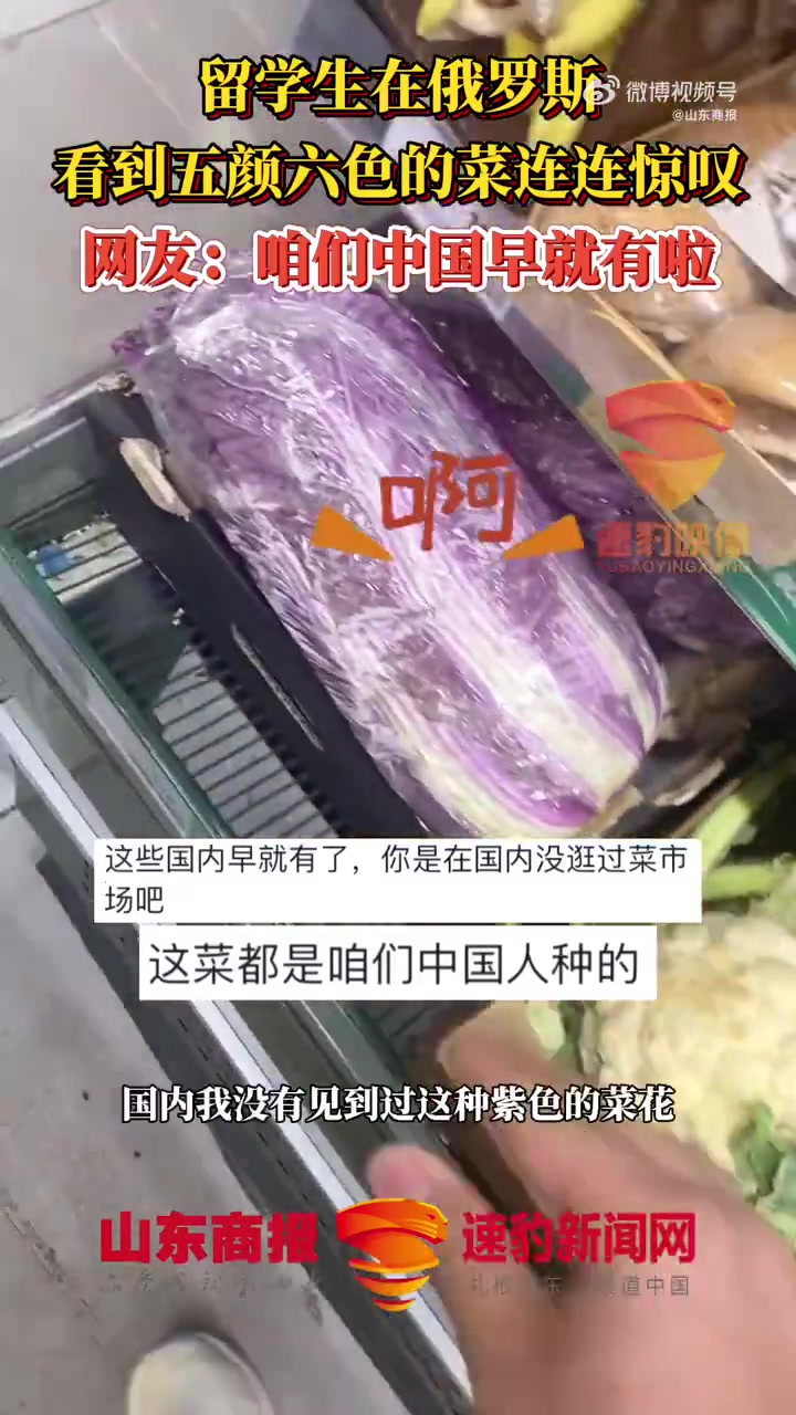 「留学生俄罗斯看到彩色花菜连连惊叹」近日,俄罗斯。中国留学生在俄罗斯逛超市时看到好多五颜六