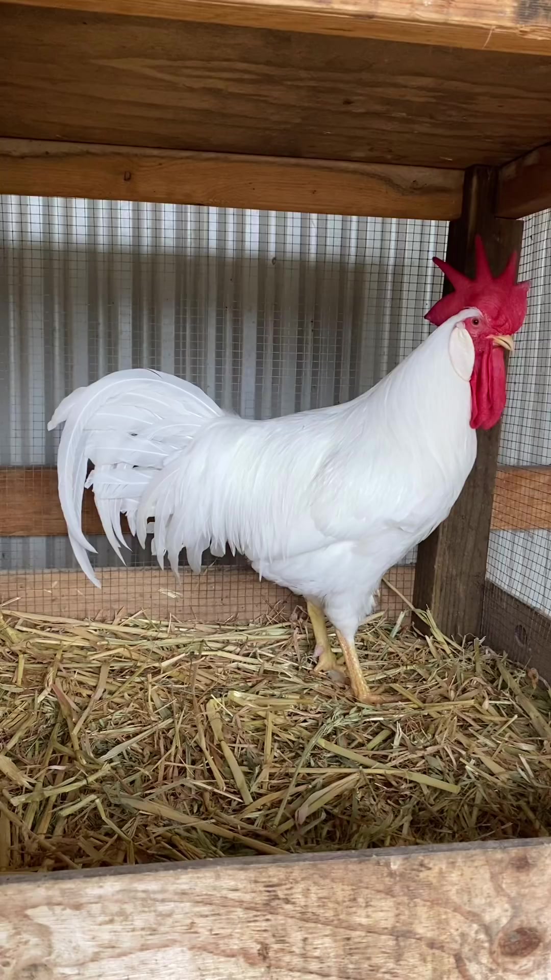 白耳大公鸡茶花鸡