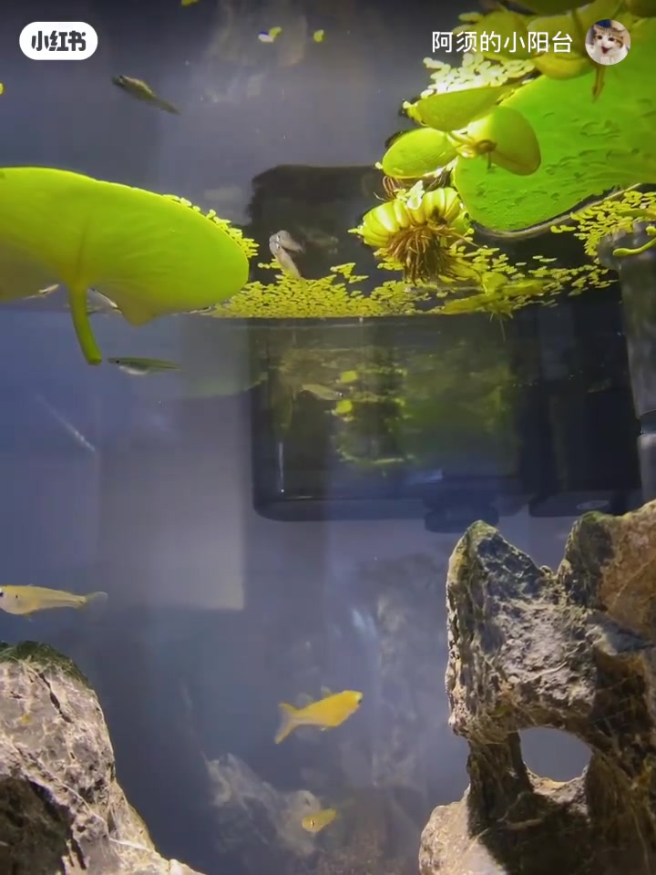 桂系青鳉|一晃二十年