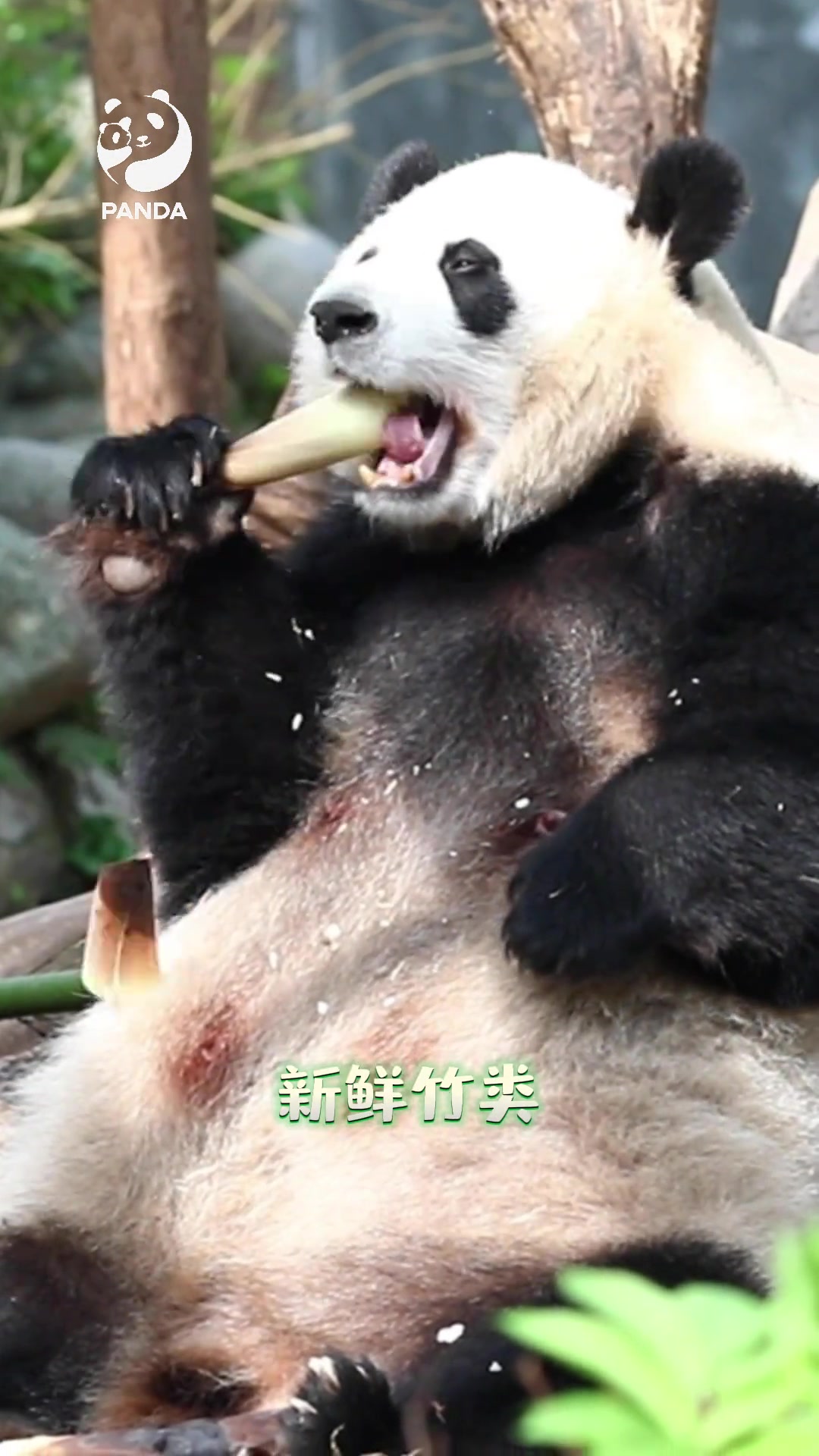 都知道大熊猫最爱吃竹子,那你知道大熊猫一天会吃多少个小时吗?来跟我了解下!大熊猫 熊猫基地