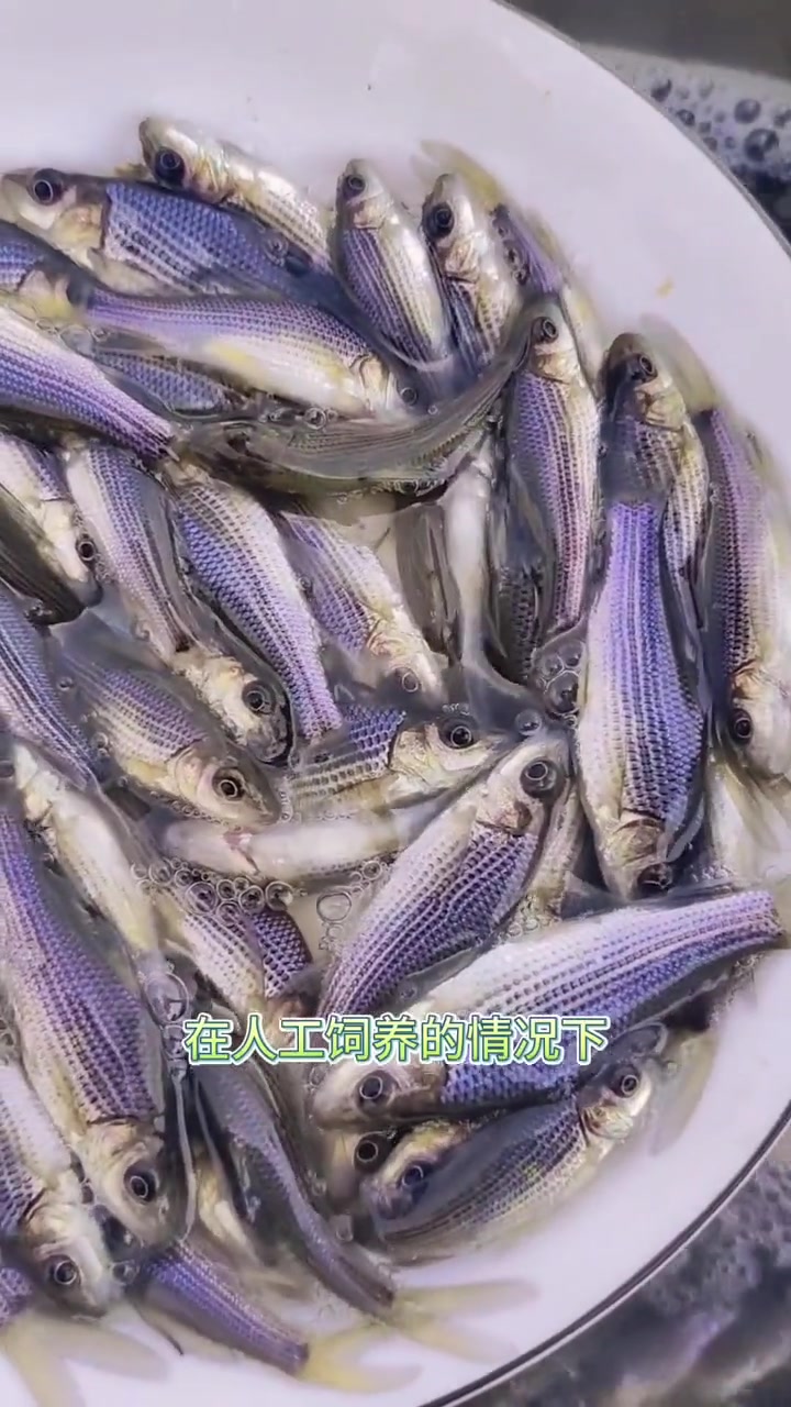 岩原鲤,长江特有的高价值鱼类。人工繁育养殖易危物种。小众名特优鱼类,养殖人群少,市场价居高