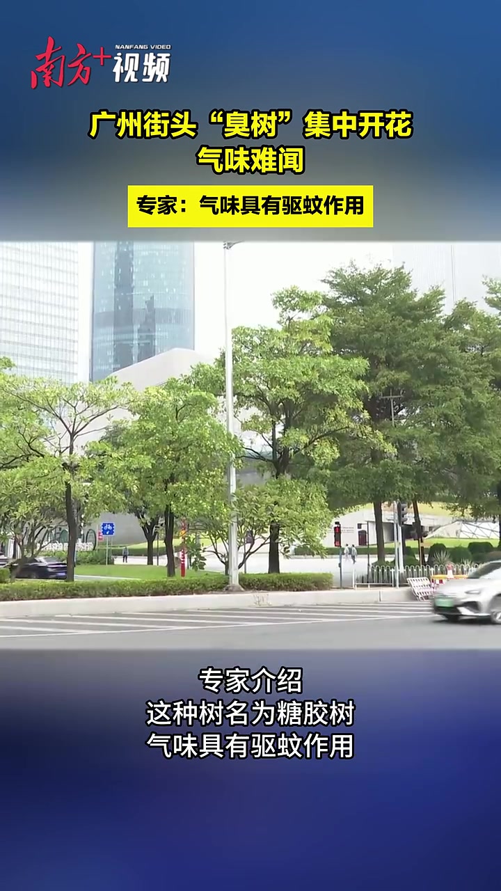 广东街头“臭树”集中开花引街坊吐槽,专家:这是糖胶树,有驱蚊功效