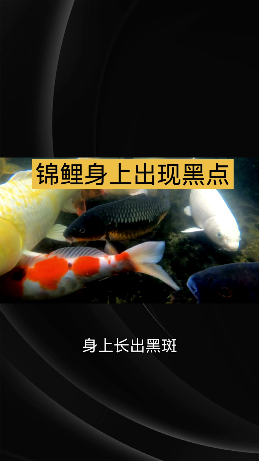 锦鲤身上有黑点怎么办?