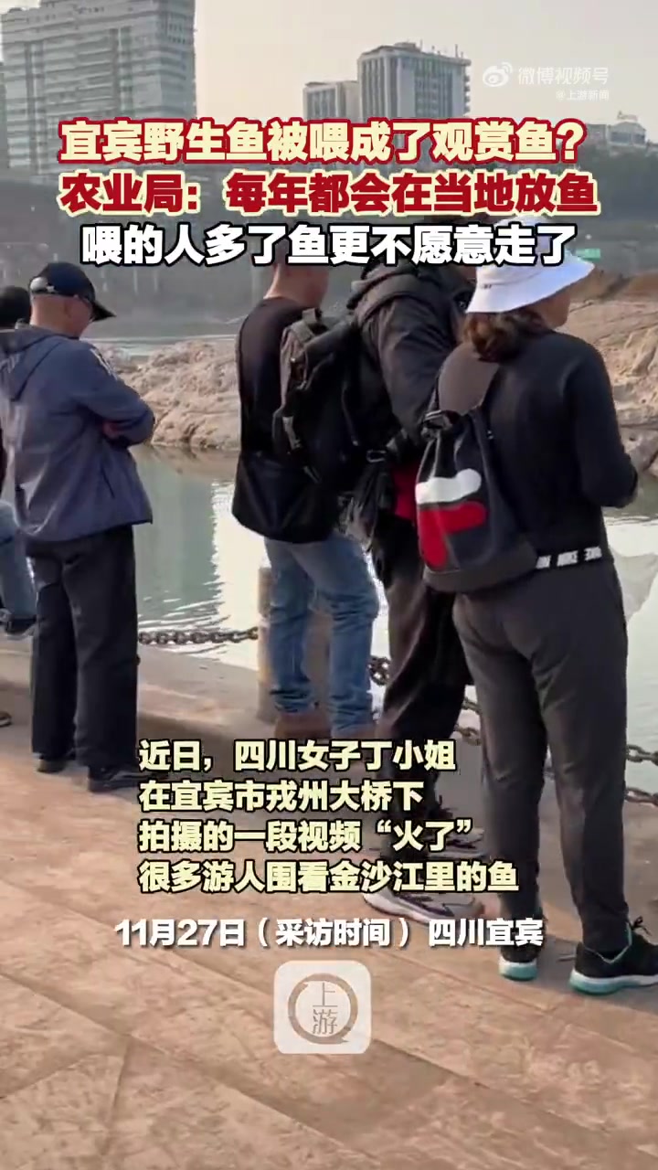 草鱼没想到在长江被游客喂成了宠物「宜宾人把江里的鱼喂成了观赏鱼「大笑」」近日,不少网友发视