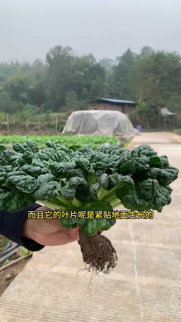 连鹅先生都大声称赞的乌塌菜,大家吃过没有,吃过的点10个赞。没吃过的点20个赞。不许耍赖: