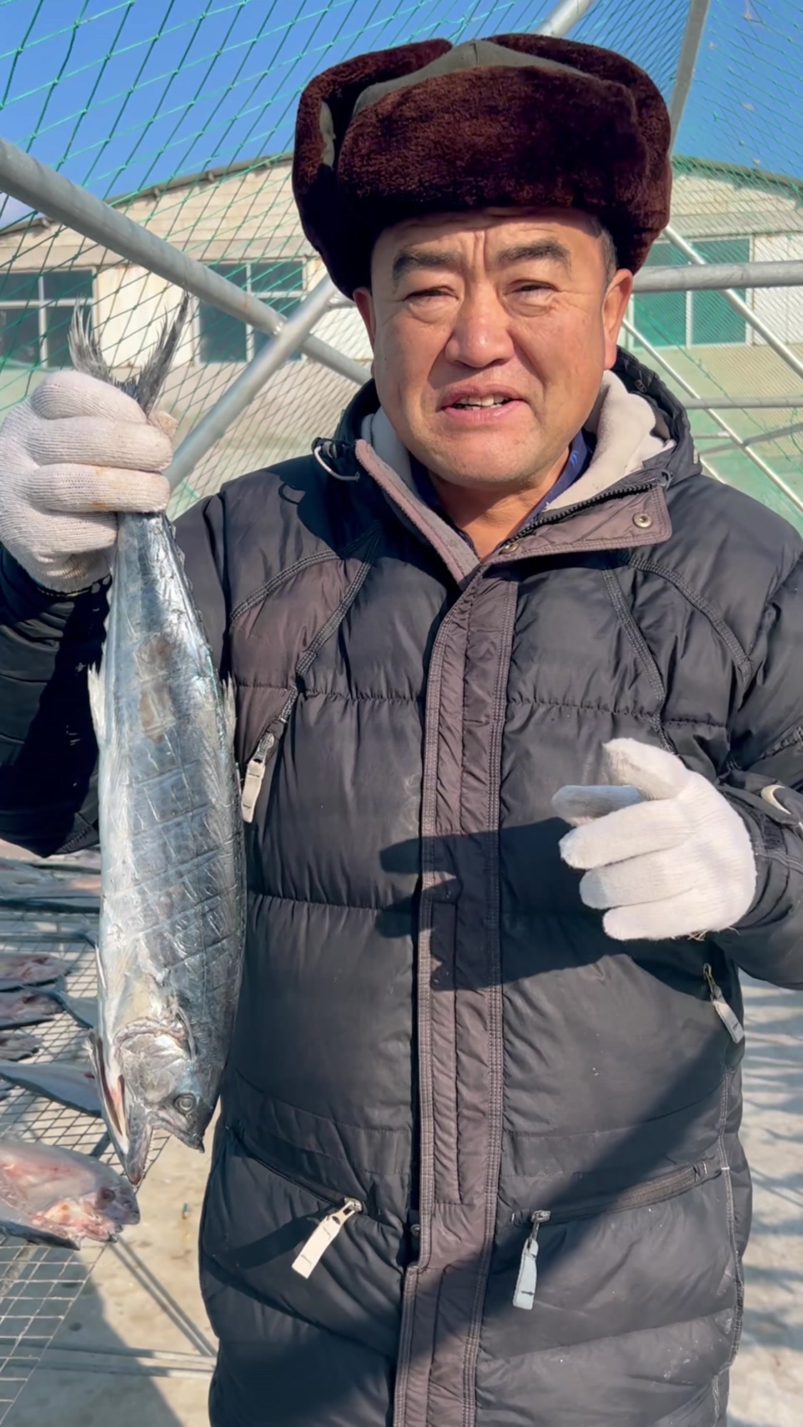 胶东一卤鲜鲅鱼干,空口吃不咸,配饭吃不淡,传统工艺晾晒制作