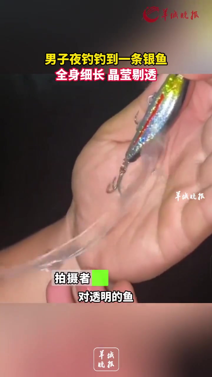 男子夜钓钓到一条银鱼,全身细长,晶莹剔透