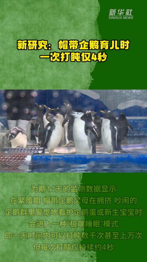 新研究:帽带企鹅育儿时一次打盹仅4秒