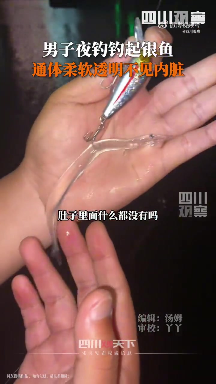 「神奇!男子夜钓钓起一条透明鱼」11月29日,广东佛山。一男子夜钓时钓起一条透明鱼,通体柔