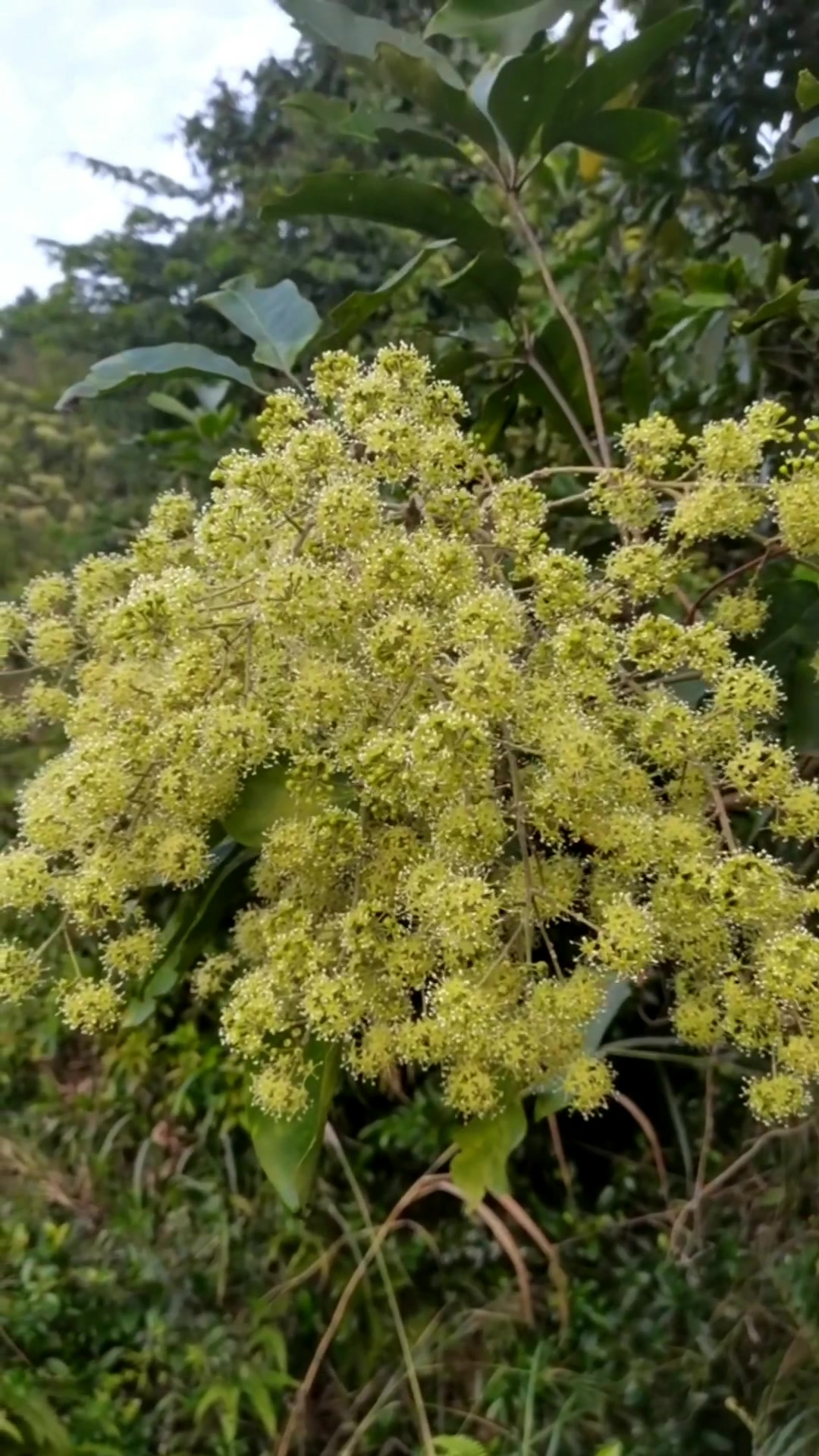 鸭脚木花蜜、是最好的冬蜜来源之一。