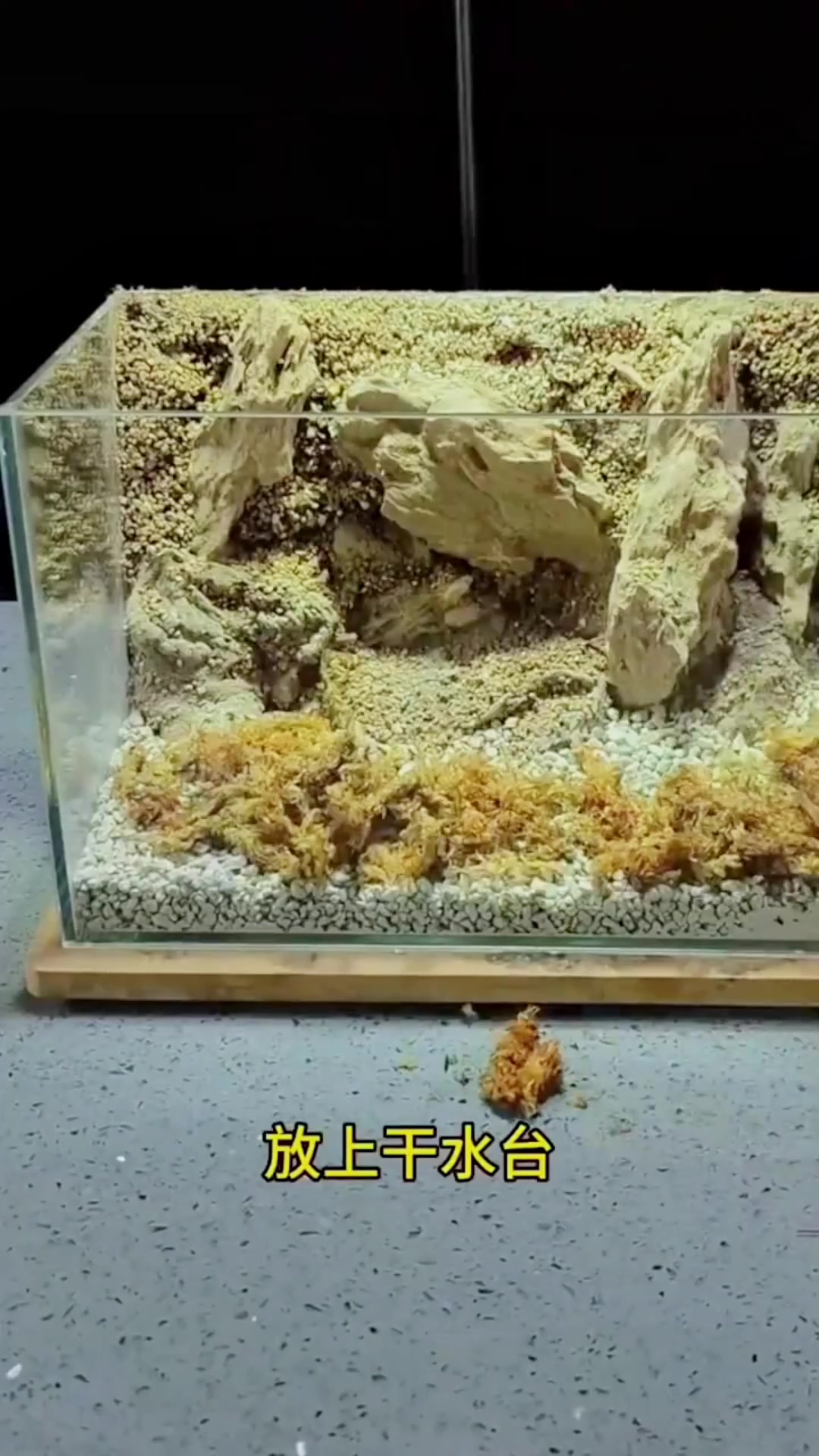 闲置鱼缸怎么用来做微景观?学会这个技巧就行!