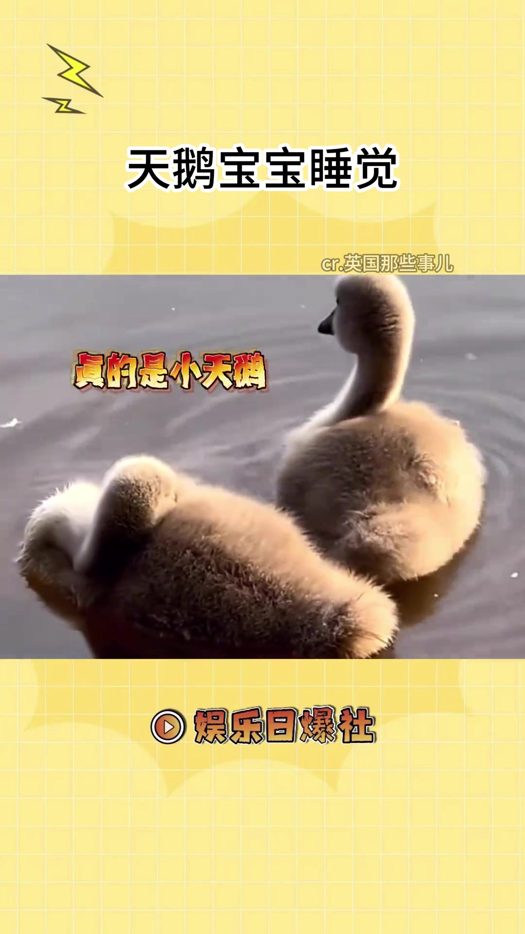 天鹅宝宝睡觉的样子好可爱呀