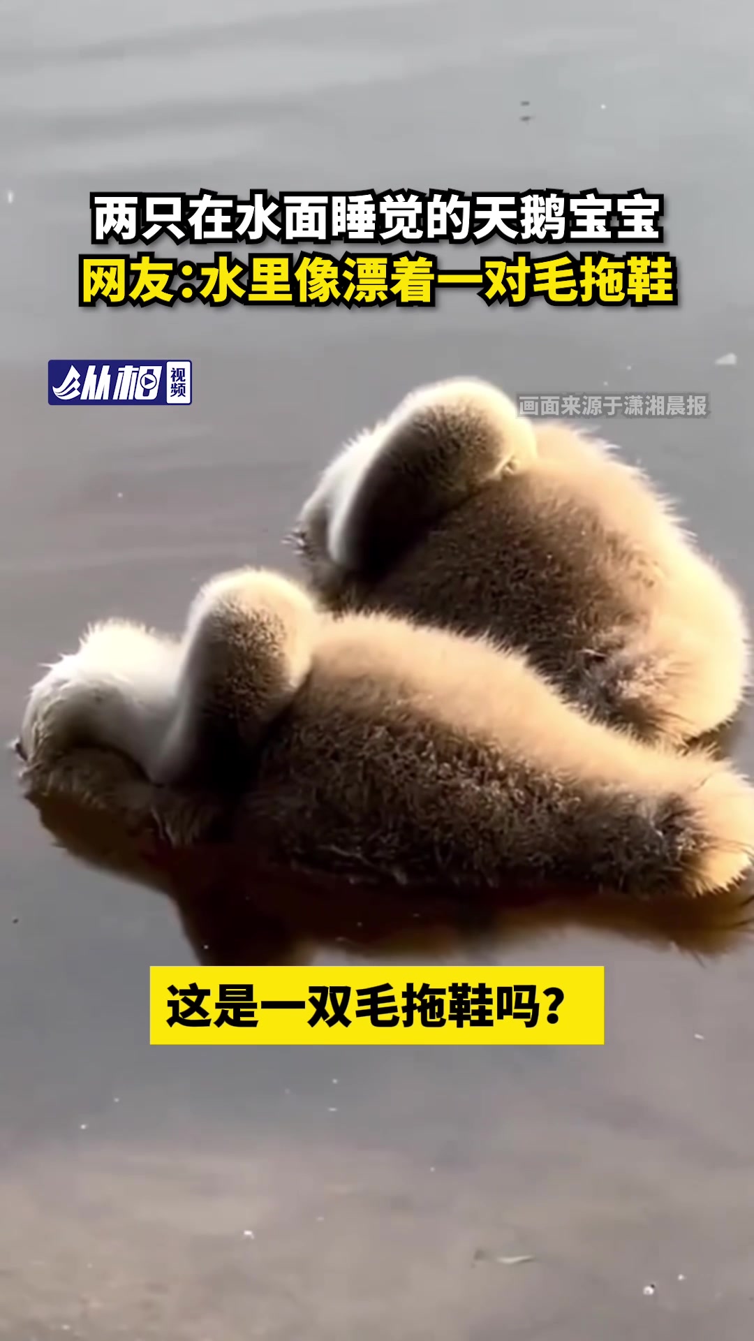 两只在水面睡觉的天鹅宝宝,网友:水里像漂着一对毛拖鞋