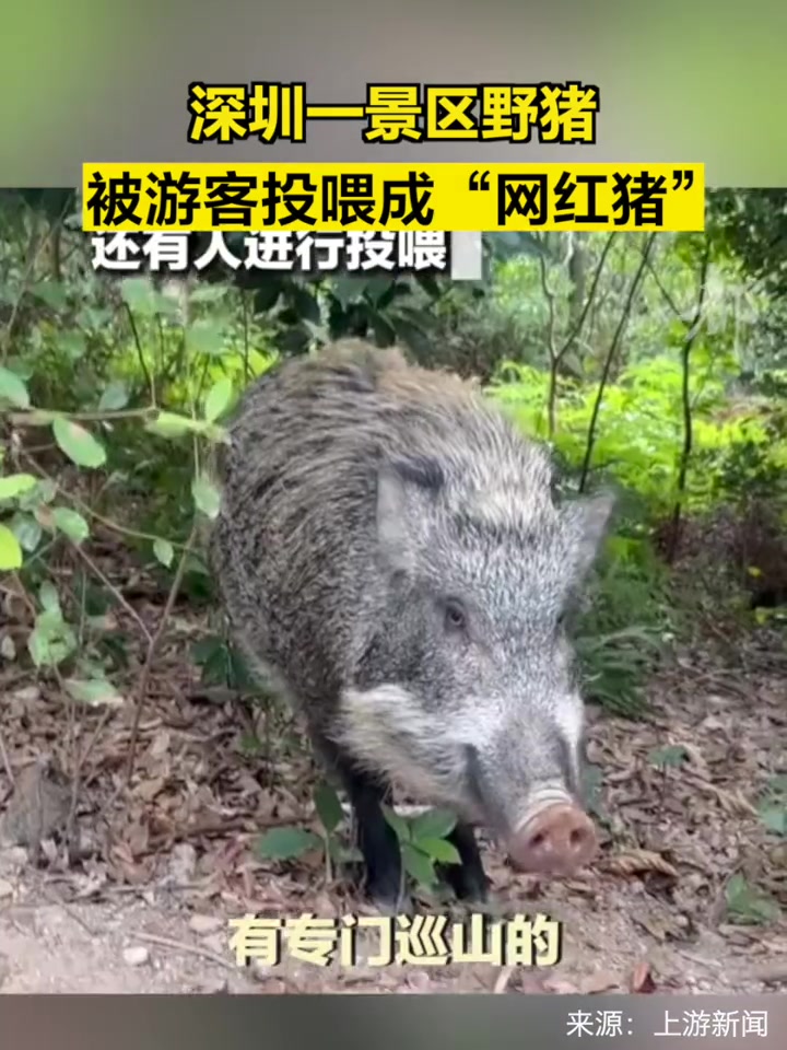 「深圳一景区野猪被游客投喂成网红猪」近日,广东深圳,有人发布视频称,当地梧桐山的野猪也快成