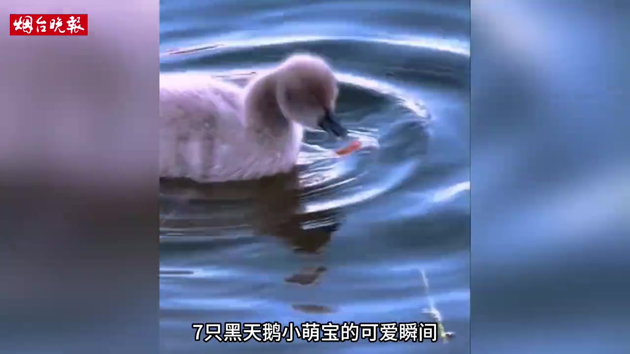 圆明园7小天鹅太治愈了