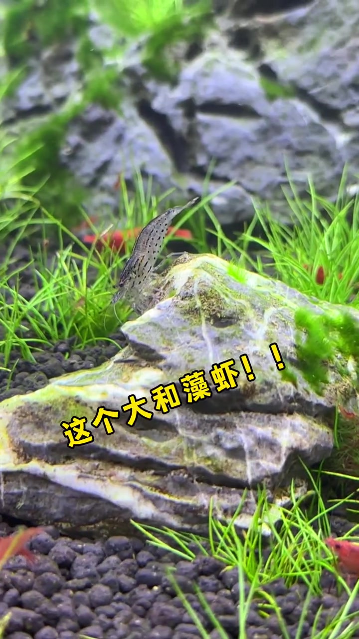 大和藻虾后续视频……你们说的没效果……大和藻虾 养鱼日志 清水绿苔 现场实拍 草缸