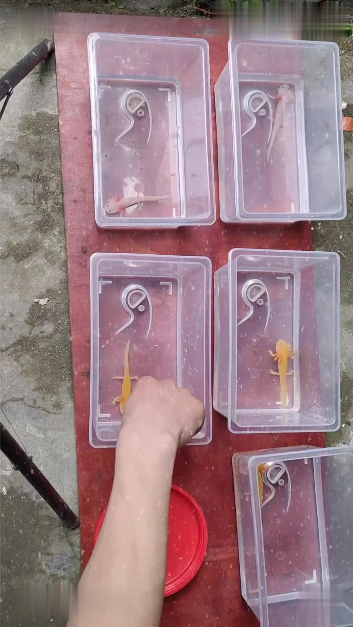 六角恐龙鱼爱吃面包虫,吃得挺凶的!