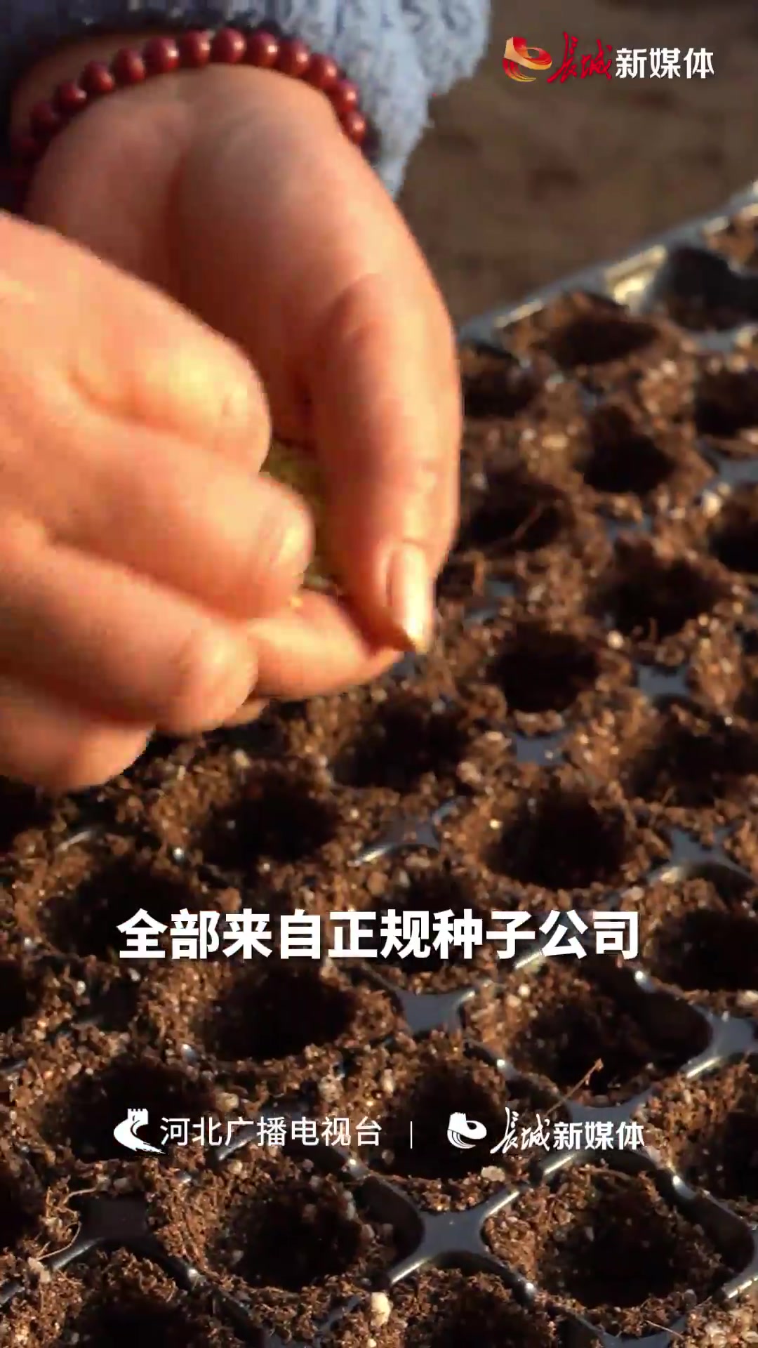 蔬菜宝宝幼儿园