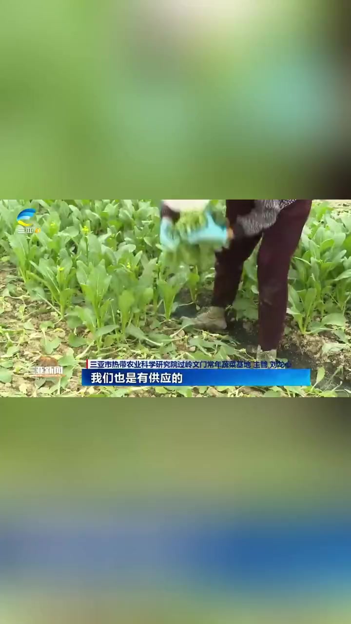 三亚本地蔬菜集中采摘上市,市场占比达70%。(来源:三亚广播电视台)三亚