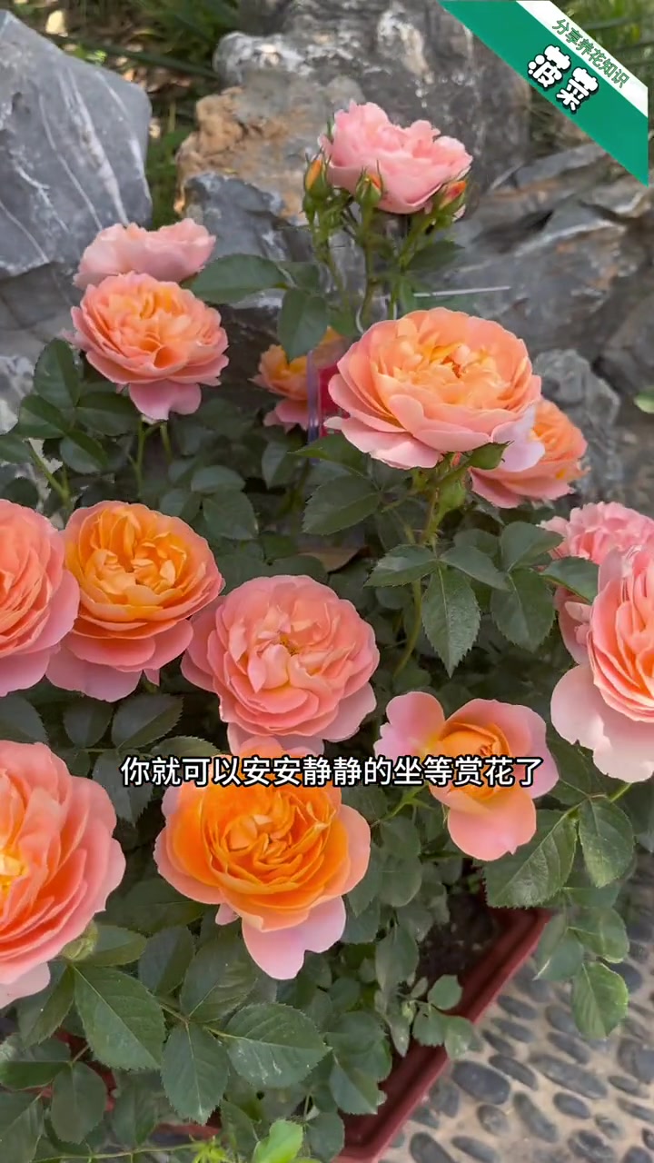 如果你想花园没有病虫害,冬天清园很重要!养花 #清园 #月季养护#石硫合剂