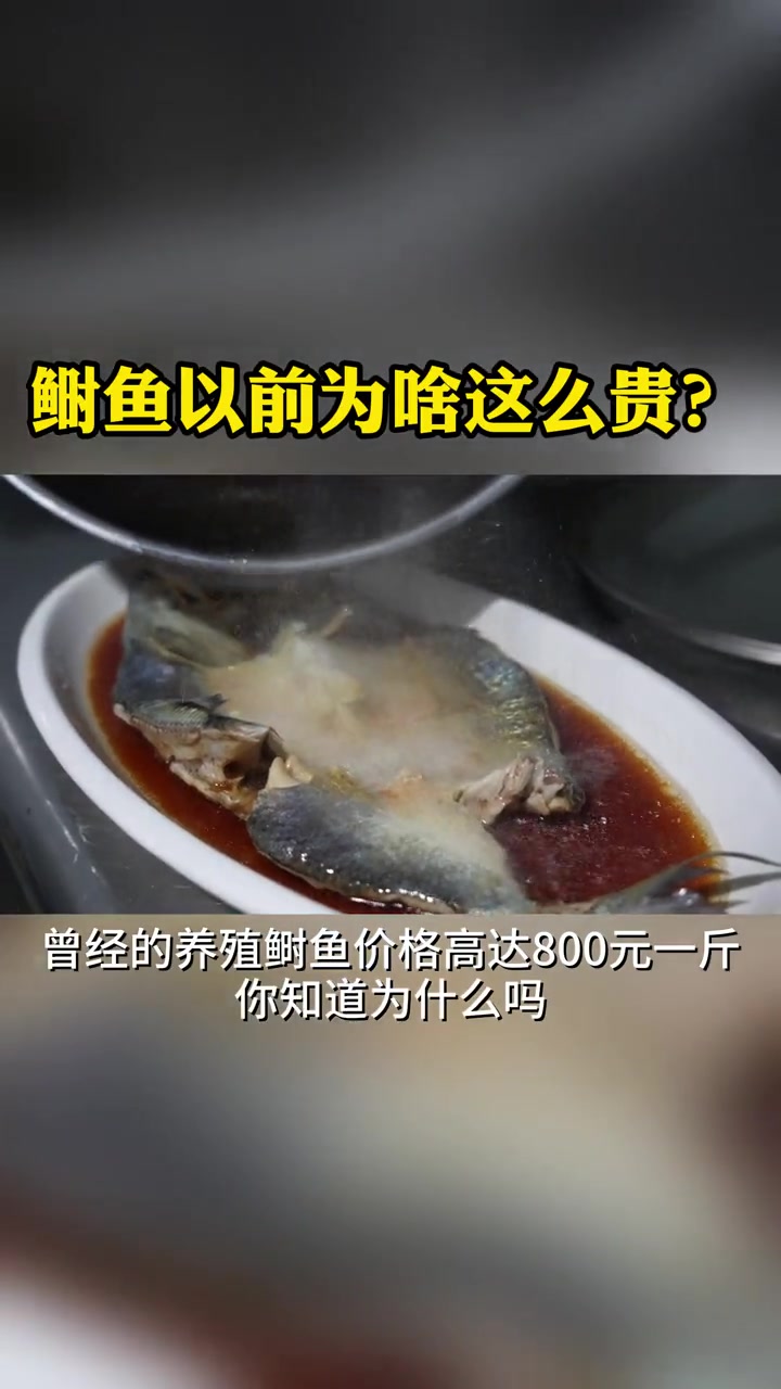 鲥鱼:曾高达800元一斤的长江三鲜之首,你知道为什么吗?苏州