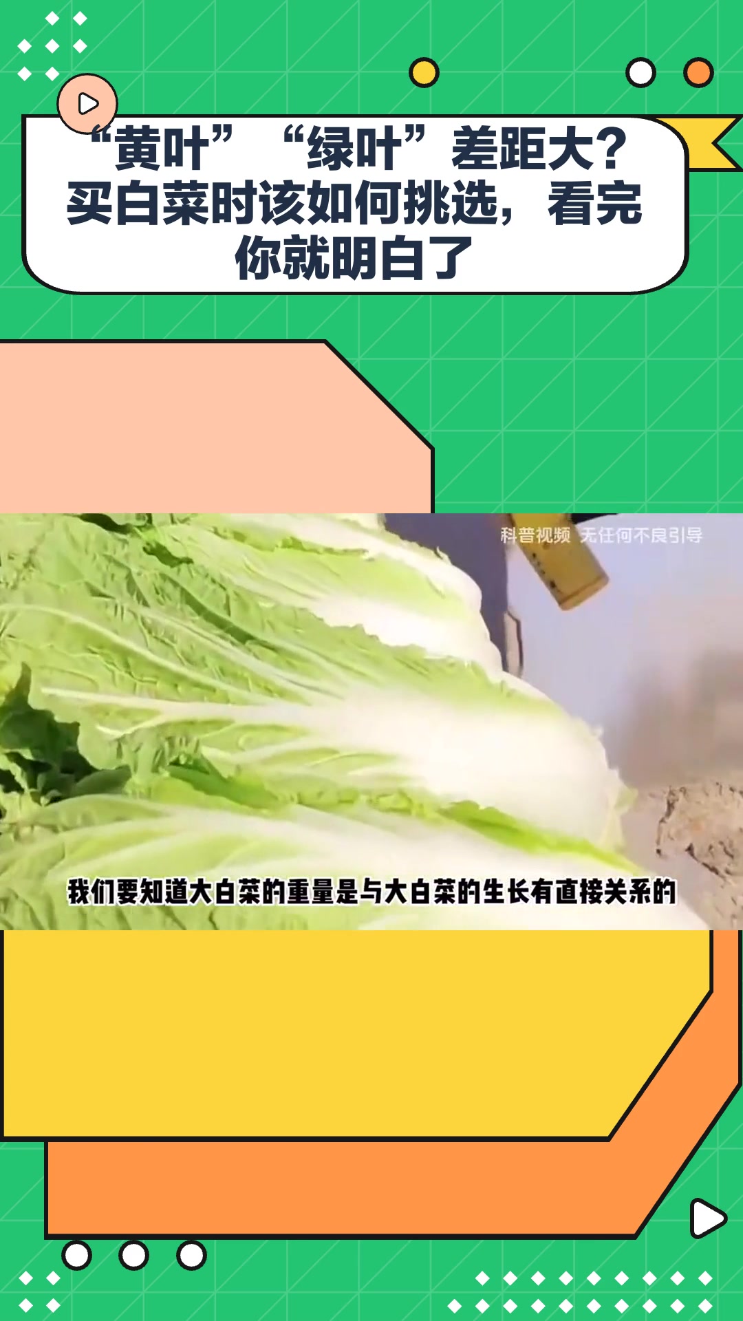 “黄叶”“绿叶”差距大?买白菜时该如何挑选,看完你就明白了
